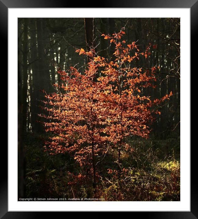 sunlit Beech Trees Framed Mounted Print by Simon Johnson