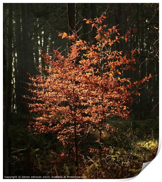 sunlit Beech Trees Print by Simon Johnson