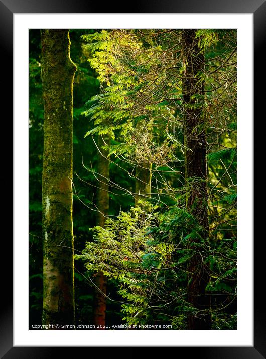 Sunlit conifer Framed Mounted Print by Simon Johnson