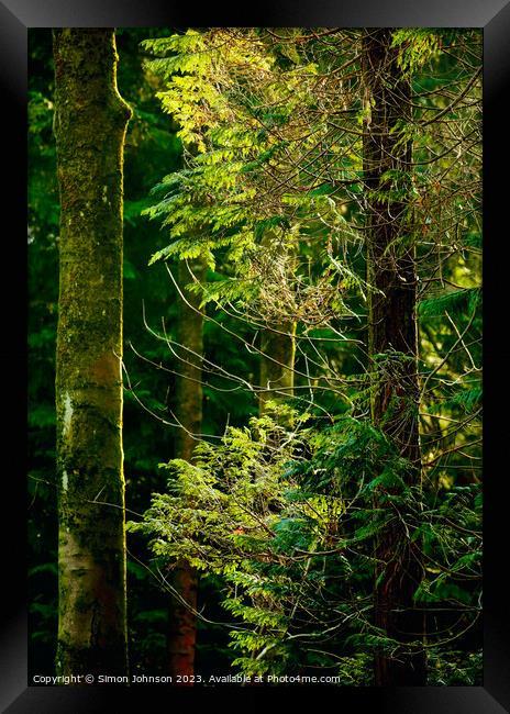 Sunlit conifer Framed Print by Simon Johnson