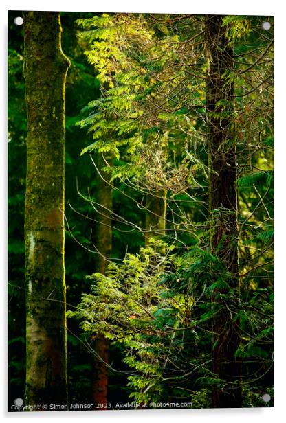 Sunlit conifer Acrylic by Simon Johnson