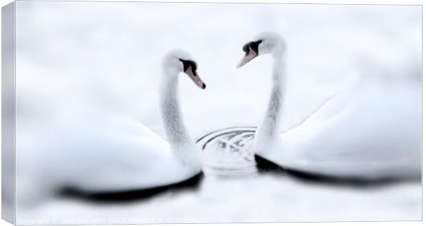 Swans and Winter Canvas Print by Dave Harnetty