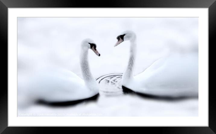 Swans and Winter Framed Mounted Print by Dave Harnetty
