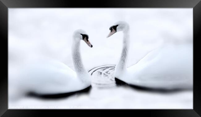 Swans and Winter Framed Print by Dave Harnetty