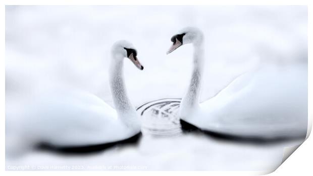 Swans and Winter Print by Dave Harnetty