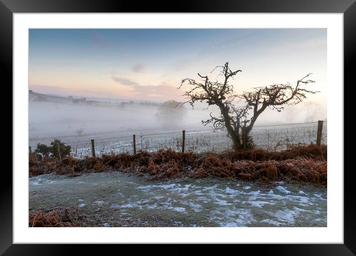 A bare tree in Winter Framed Mounted Print by Leighton Collins