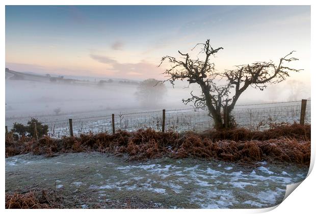 A bare tree in Winter Print by Leighton Collins