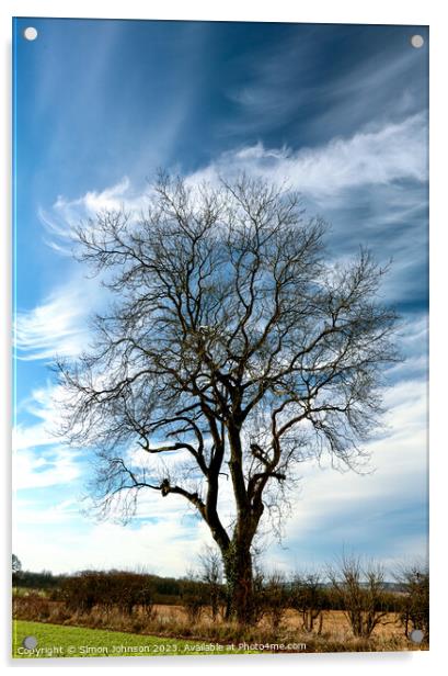 Tree Silhouette  Acrylic by Simon Johnson