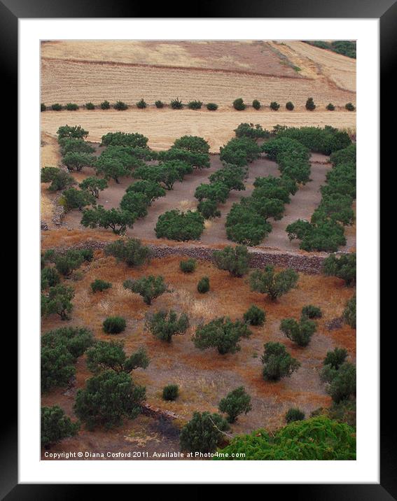 Greek fields & olive trees Framed Mounted Print by DEE- Diana Cosford