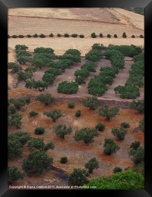 Greek fields & olive trees Framed Print by DEE- Diana Cosford