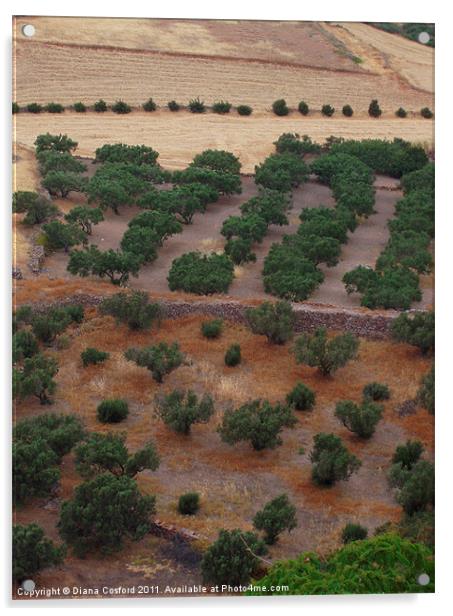 Greek fields & olive trees Acrylic by DEE- Diana Cosford