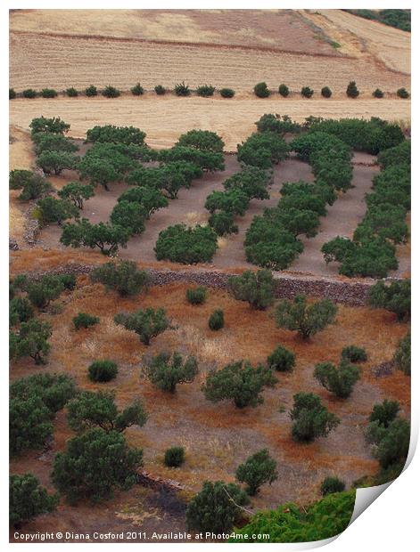 Greek fields & olive trees Print by DEE- Diana Cosford