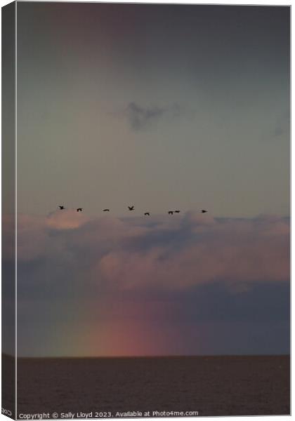 Geese fly over a rainbow at sea Canvas Print by Sally Lloyd