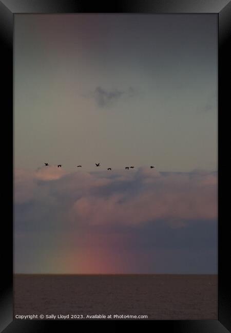 Geese fly over a rainbow at sea Framed Print by Sally Lloyd