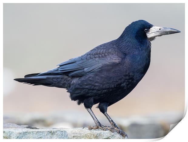 The Rook at Newgale on Coastal Wall. Print by Colin Allen