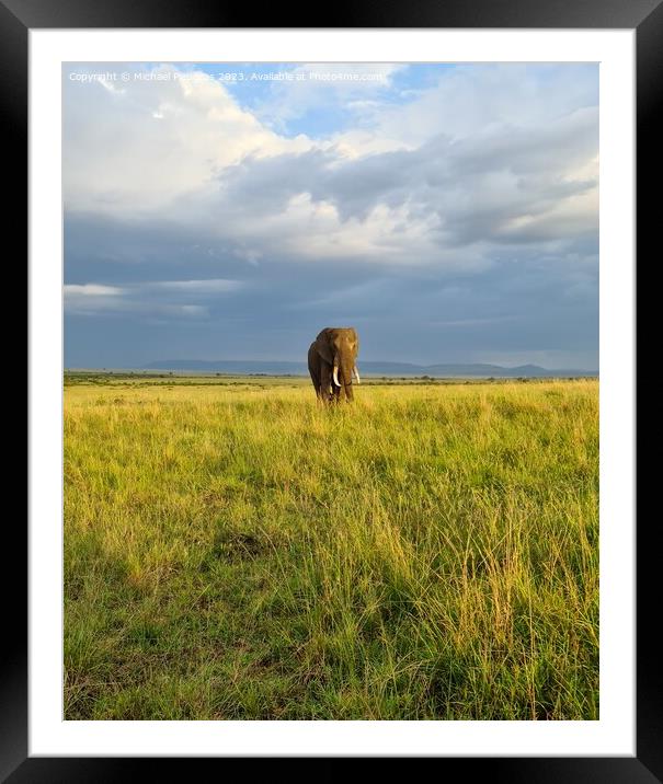 Wild elephants in the bushveld of Africa on a sunny day. Framed Mounted Print by Michael Piepgras