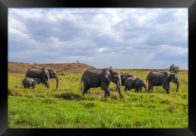 Wild elephants in the bushveld of Africa on a sunny day. Framed Print by Michael Piepgras