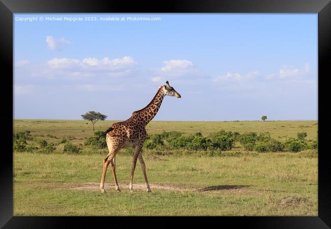 Beautiful giraffe in the wild nature of Africa. Framed Print by Michael Piepgras