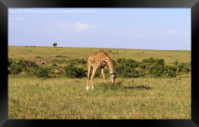 Beautiful giraffe in the wild nature of Africa. Framed Print by Michael Piepgras
