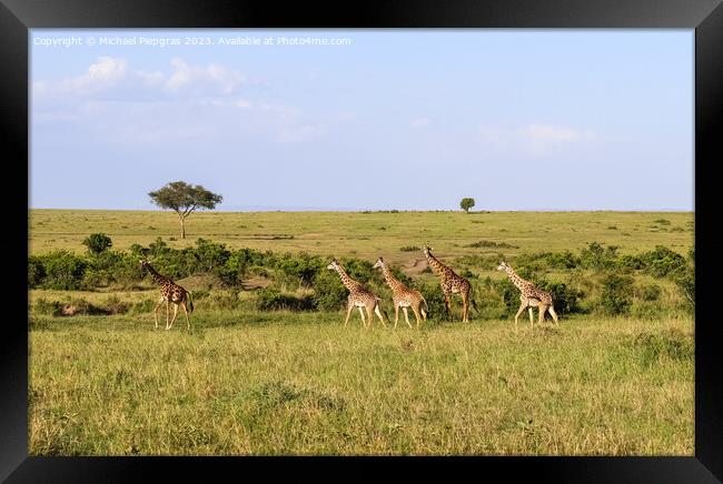 Beautiful giraffe in the wild nature of Africa. Framed Print by Michael Piepgras