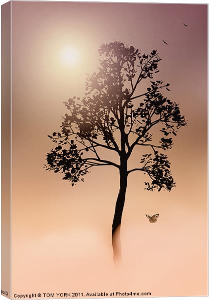 A TREE IN THE FOG Canvas Print by Tom York