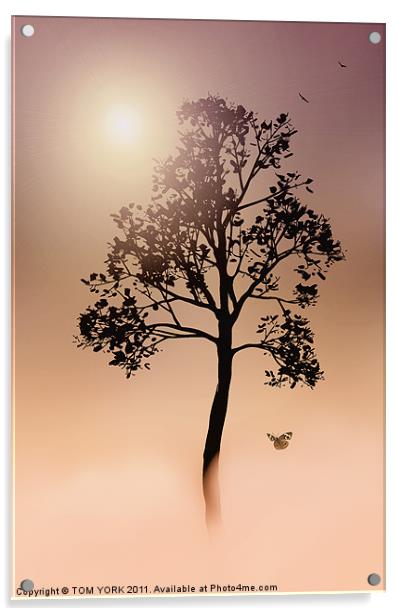 A TREE IN THE FOG Acrylic by Tom York