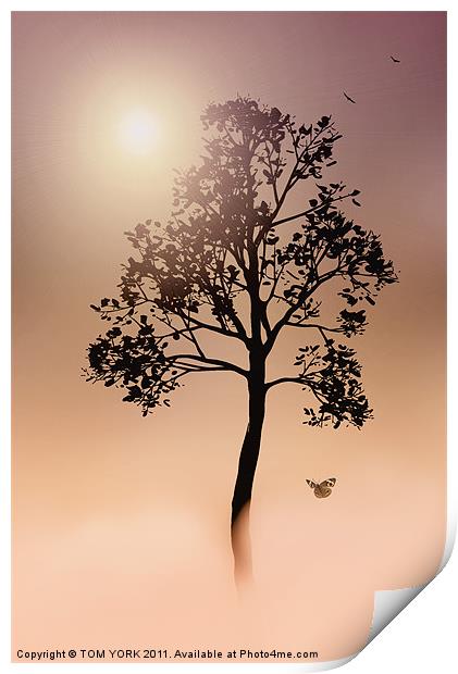 A TREE IN THE FOG Print by Tom York