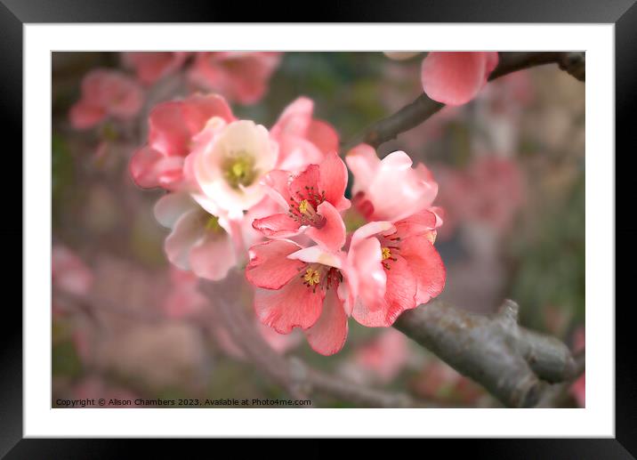 Flowering Quince Blossom Framed Mounted Print by Alison Chambers