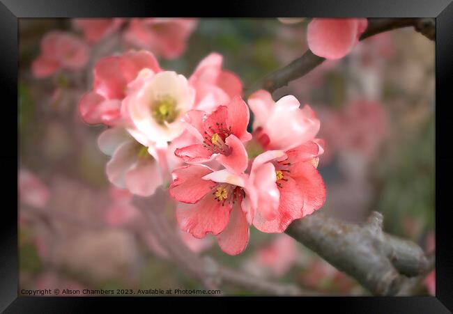 Flowering Quince Blossom Framed Print by Alison Chambers