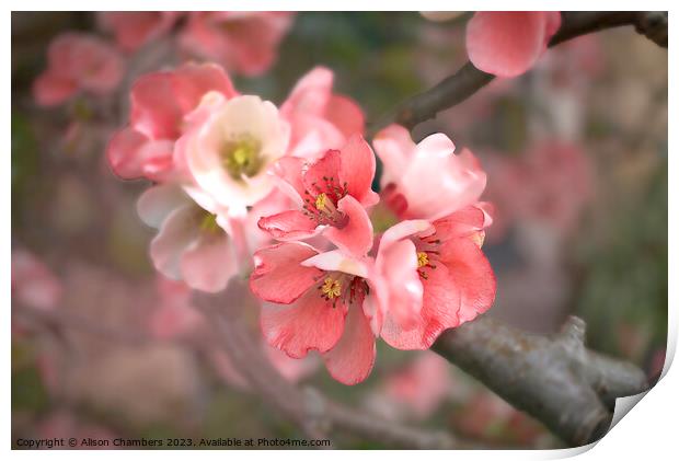 Flowering Quince Blossom Print by Alison Chambers