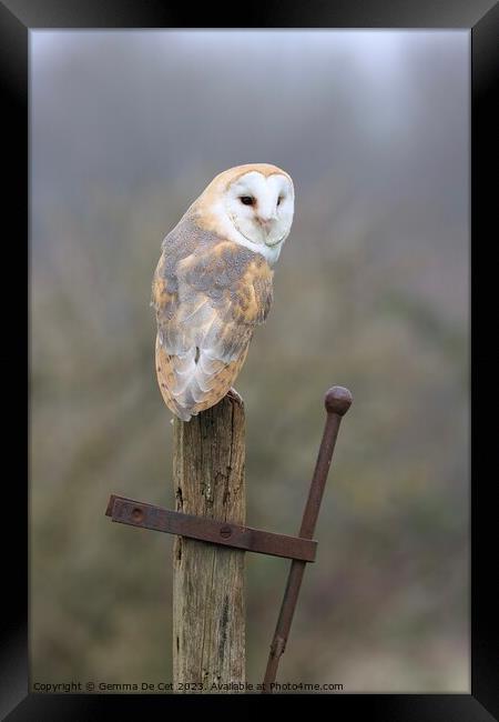 Barn Owl on a post Framed Print by Gemma De Cet