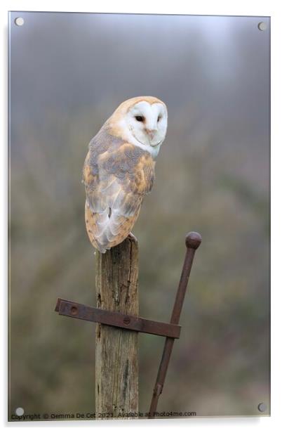 Barn Owl on a post Acrylic by Gemma De Cet