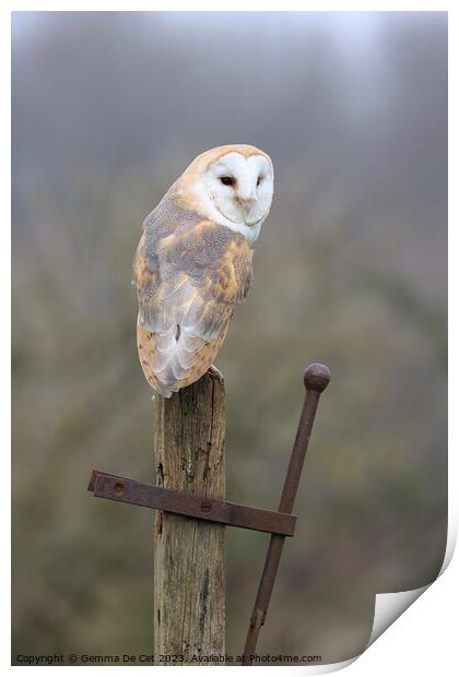 Barn Owl on a post Print by Gemma De Cet