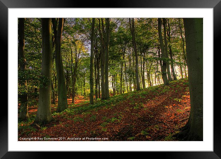 Autumn trees Framed Mounted Print by Roy Scrivener