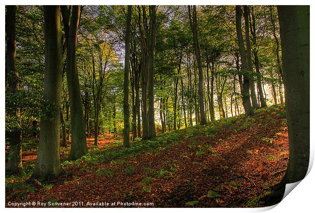 Autumn trees Print by Roy Scrivener