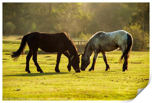 New Forest Ponies Print by Slawek Staszczuk