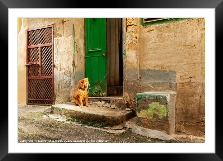 Valletta Dog Framed Mounted Print by Slawek Staszczuk