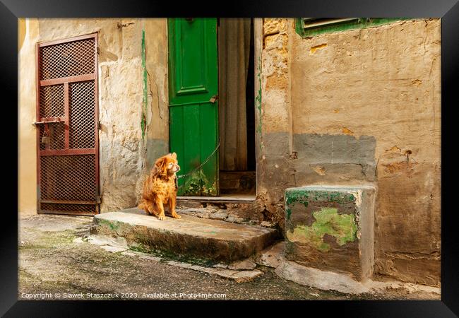 Valletta Dog Framed Print by Slawek Staszczuk