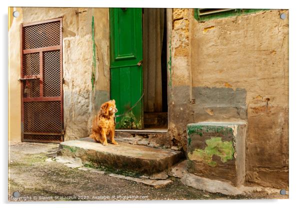 Valletta Dog Acrylic by Slawek Staszczuk