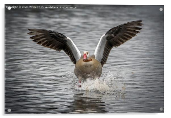 Egyptian goose crash landing Acrylic by Kevin White