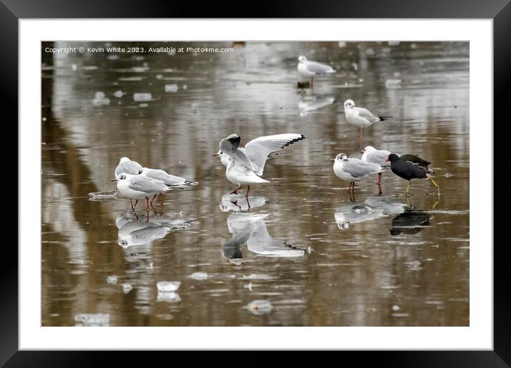 Moorhen and Seagulls on thin ice Framed Mounted Print by Kevin White