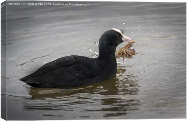 Coot harvesting nesting material Canvas Print by Kevin White