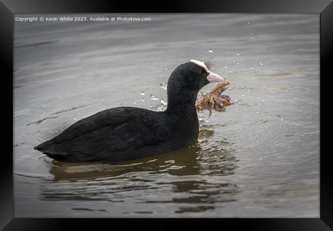 Coot harvesting nesting material Framed Print by Kevin White