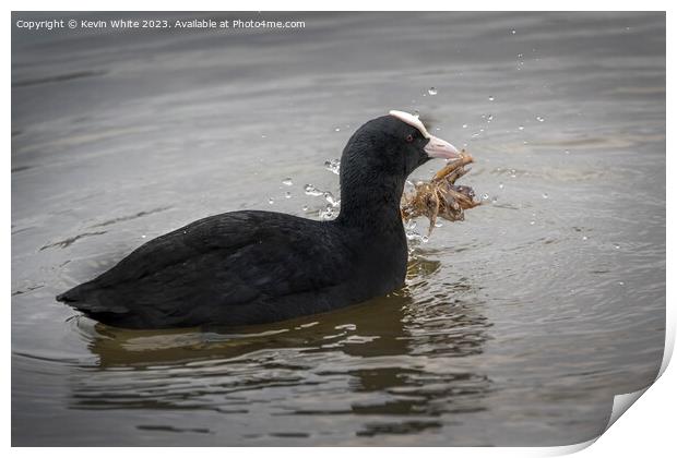 Coot harvesting nesting material Print by Kevin White