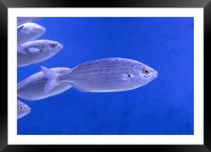 Sarpa Salpa Saunders Fish Framed Mounted Print by Artur Bogacki