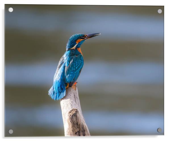 Common Kingfisher Acrylic by Brett Pearson