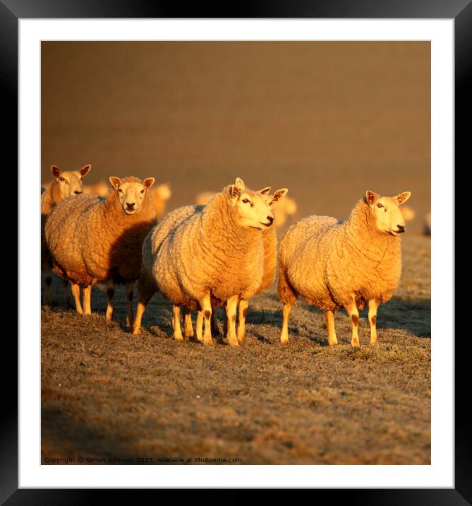 A group of sheep standing on top of a field Framed Mounted Print by Simon Johnson