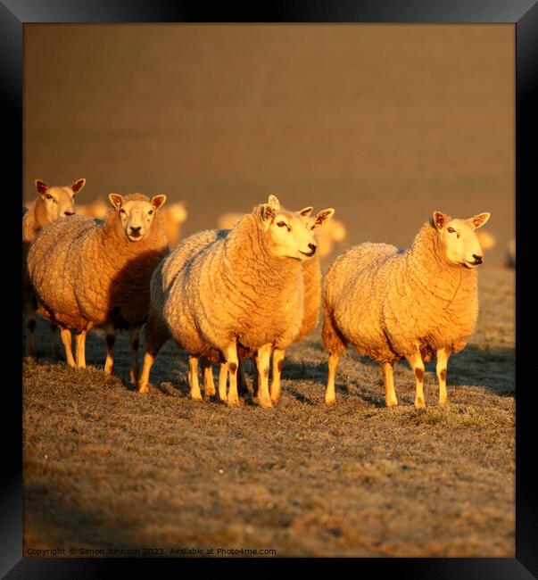 A group of sheep standing on top of a field Framed Print by Simon Johnson