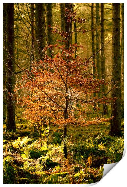sunlit woodland  Print by Simon Johnson