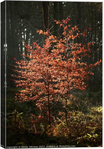 sunlit beech tree  Canvas Print by Simon Johnson